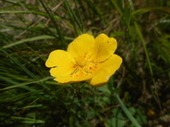 Potentilla grandiflora