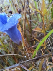 Gentianopsis virgata
