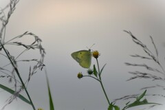 Colias poliographus