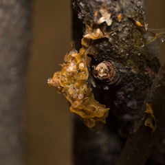 Tremella mesenterica