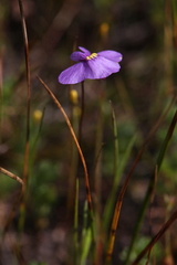 Utricularia inaequalis