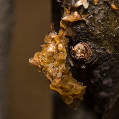Tremella mesenterica