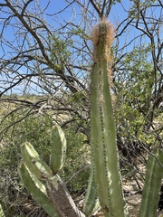Lophocereus schottii