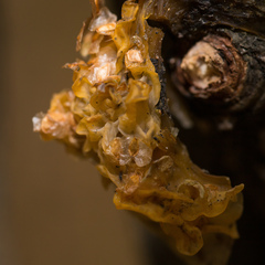 Tremella mesenterica