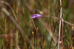 Utricularia inaequalis