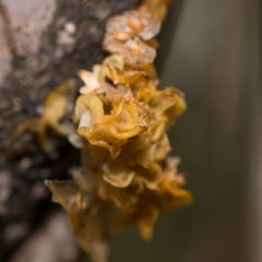 Tremella mesenterica