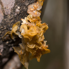 Tremella mesenterica