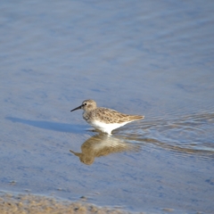 Calidris minutilla