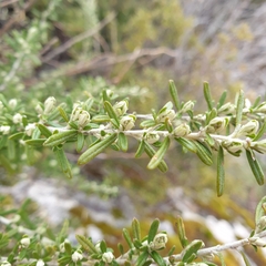 Olearia ramulosa