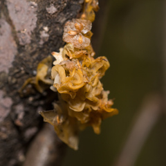 Tremella mesenterica