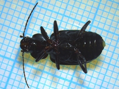 Licinus