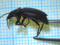 Licinus