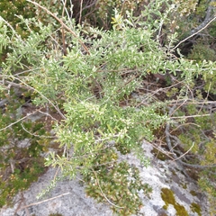 Olearia ramulosa