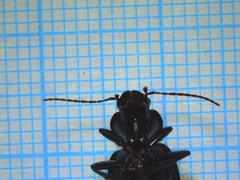 Licinus