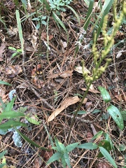 Sceptridium biternatum