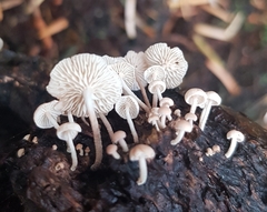 Marasmiellus candidus