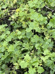 Delairea odorata