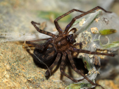 Tegenaria