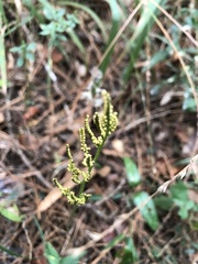 Sceptridium biternatum