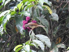 Rubigula erythropthalmos