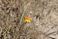 Dyssodia tagetiflora