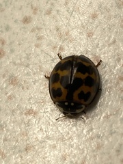 Harmonia axyridis