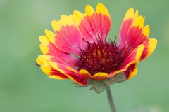Gaillardia aristata