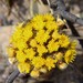 Helichrysum mechowianum - Photo (c) fmop_lages, some rights reserved (CC BY-NC), uploaded by fmop_lages