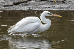 Ardea herodias occidentalis