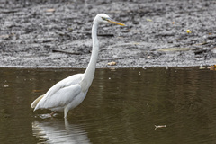 Ardea herodias occidentalis