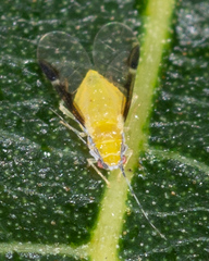 Monellia caryella