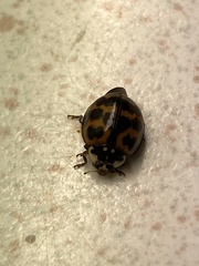 Harmonia axyridis