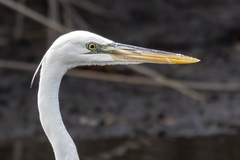 Ardea herodias occidentalis