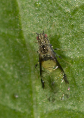 Sarucallis kahawaluokalani