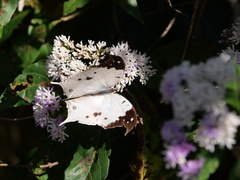 Protogoniomorpha duprei