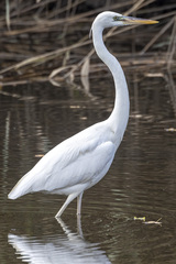 Ardea herodias occidentalis