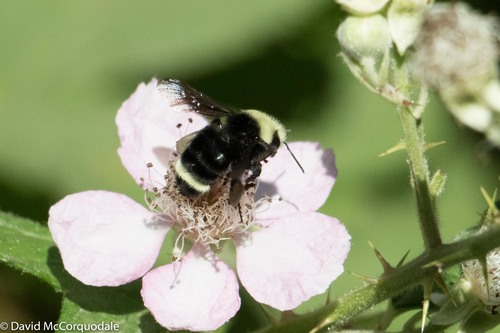 Yellow-faced Bumble Bee, photo 7 of 9