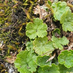 Hydrocotyle sibthorpioides
