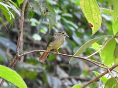 Tricholestes criniger