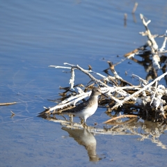 Calidris minutilla