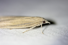 Aphomia sabella