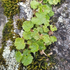 Hydrocotyle sibthorpioides