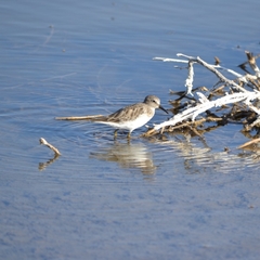 Calidris minutilla