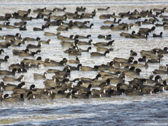 Fulica cristata