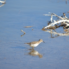 Calidris minutilla