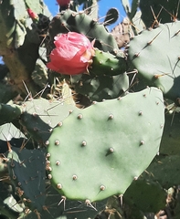Opuntia elatior