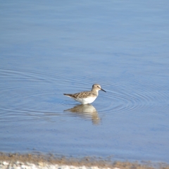 Calidris minutilla
