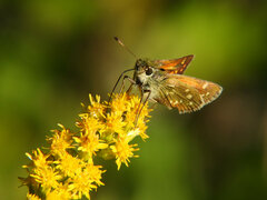 Hesperia comma