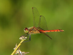 Sympetrum depressiusculum