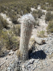 Oreocereus celsianus